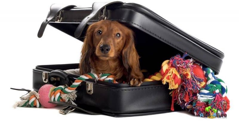 Путешествие с домашней собакой на авто или самолете. Правила, полезные советы4