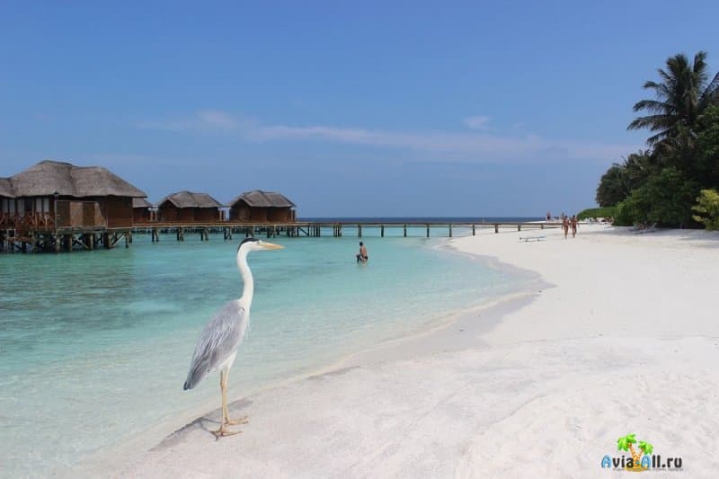 Мальдивские острова: подробная информация о курорте, фото3