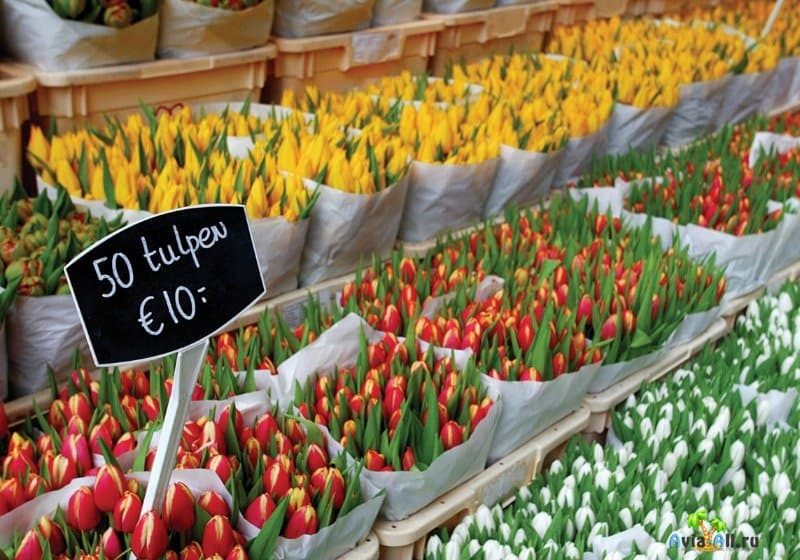Цветочный рынок в Нидерландах