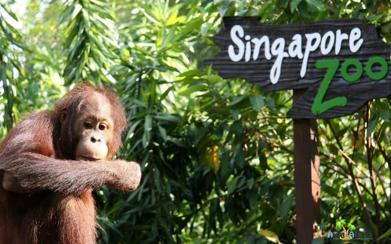 Зоопарк Сингапура, отзывы