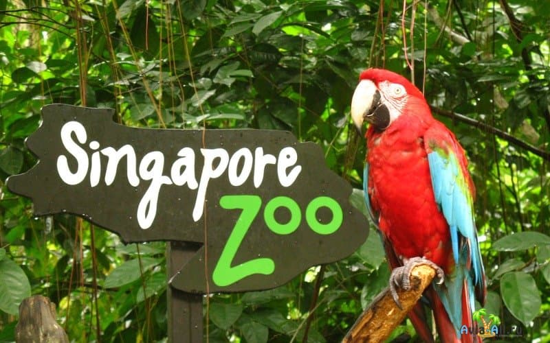 Зоопарк в Сингапуре, фото