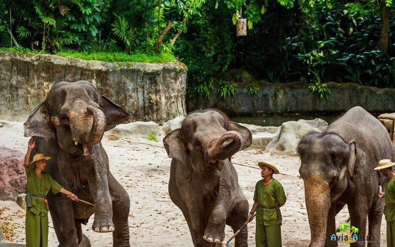 Слоны в зоопарке Сингапура