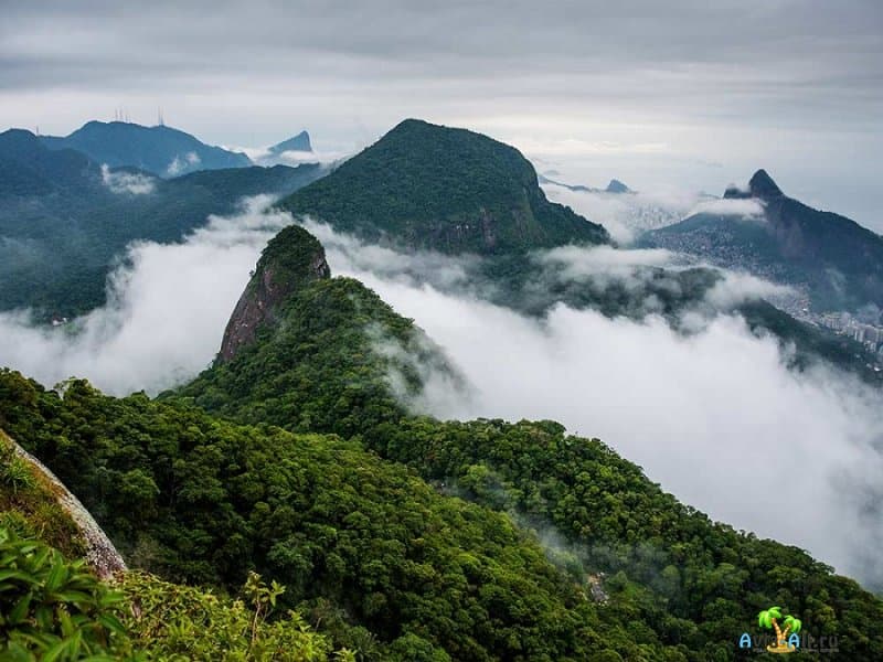 Тижука - лесной массив Рио-де-Жанейро. Жемчужина Бразилии, фото4