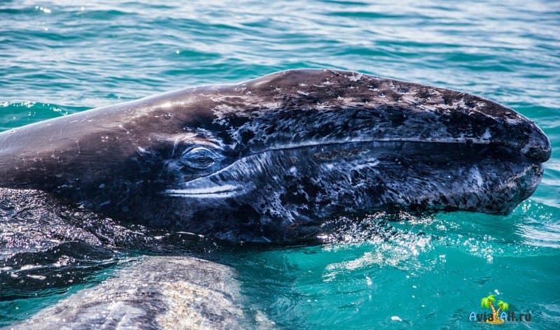 Герреро-Негро, Мексика - путешествие к серым китам. Экскурсионный тур3