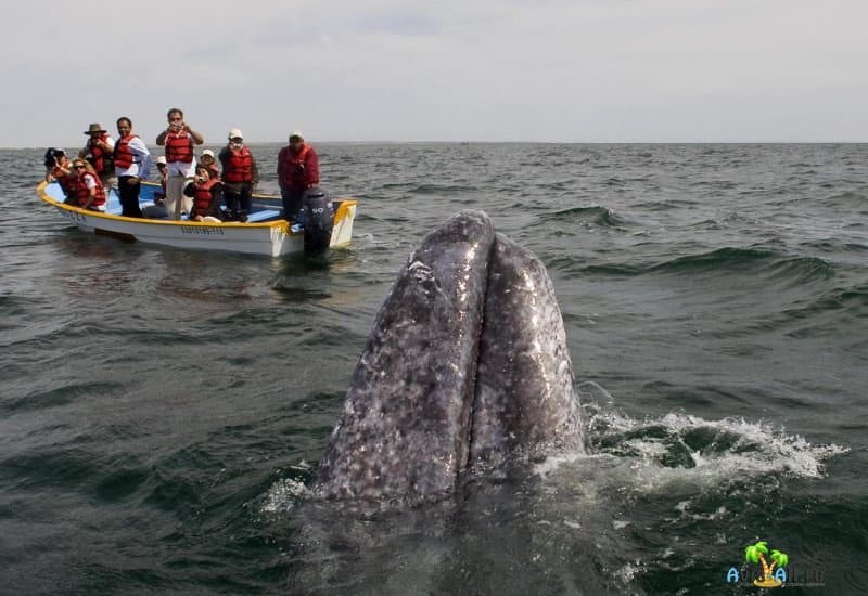 Герреро-Негро, Мексика - путешествие к серым китам. Экскурсионный тур2