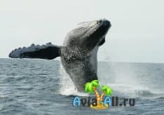 Герреро-Негро, Мексика - путешествие к серым китам. Экскурсионный тур1