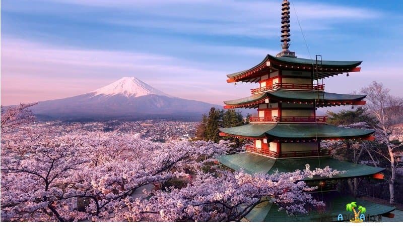 Япония, цветение сакуры