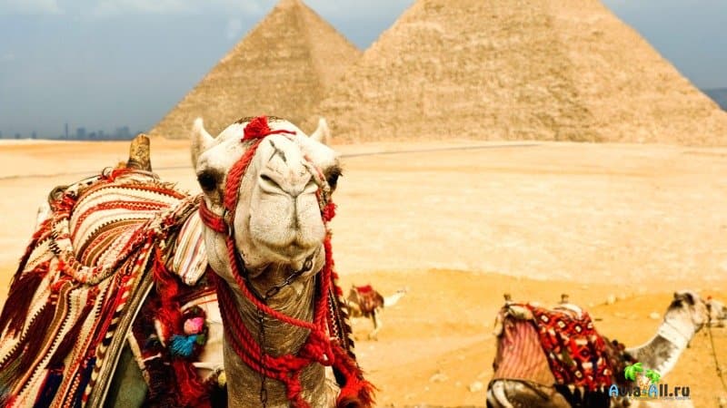 Египет для туристов: особенности отдыха, полезные советы, чем заняться