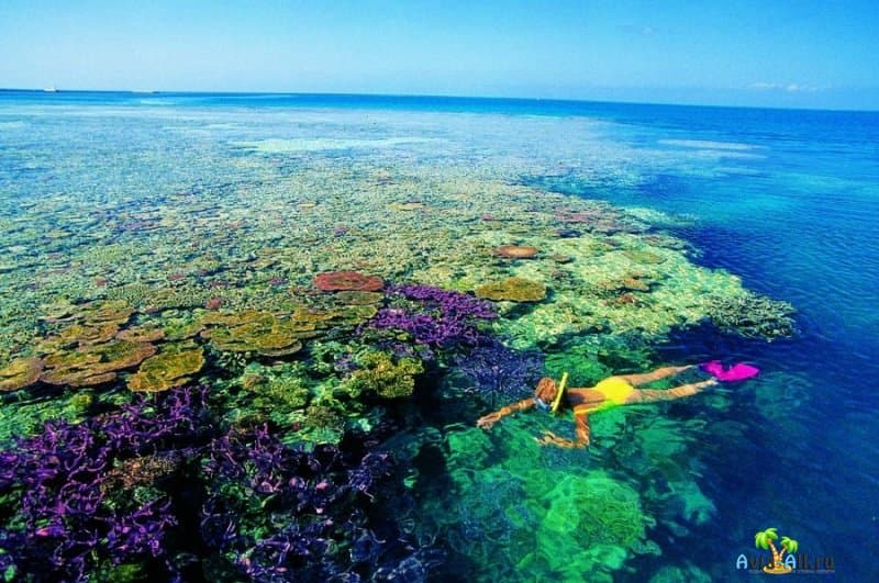 Большой Барьерный риф - особенности активного отдыха. Развлечения3