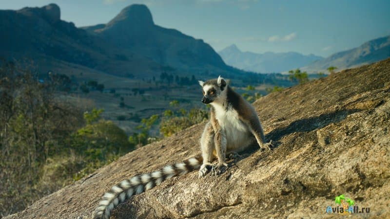Мадагаскар: отдых и туризм. Климат, население, традиции, запреты3
