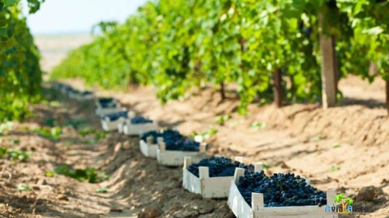 Виноделие в Крыму