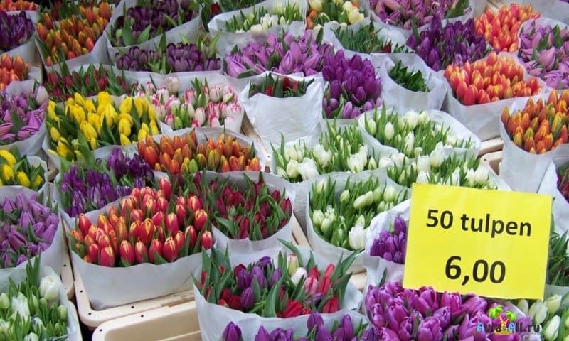 Цветочный рынок (Bloemenmarkt)