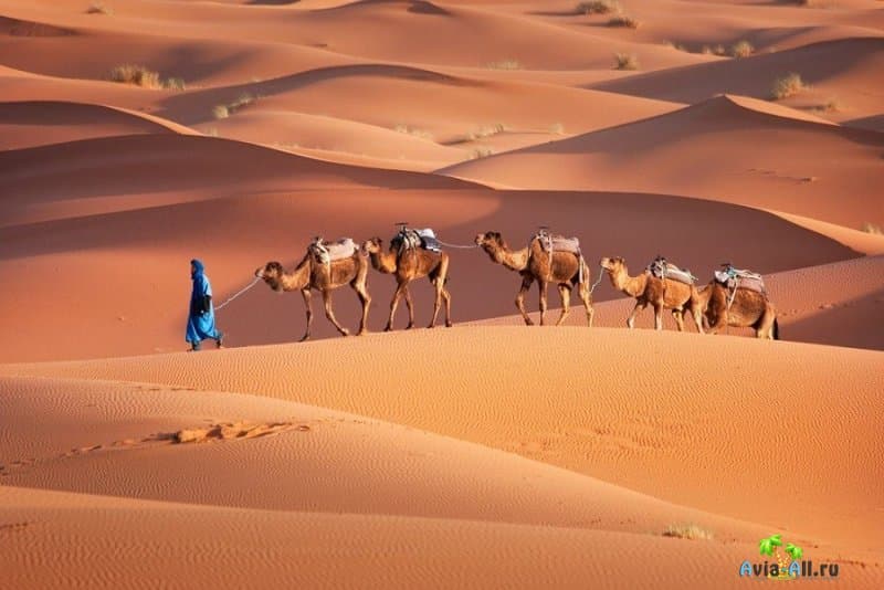 Сахара - путеводитель по большой пустыне планеты. Рекомендации3