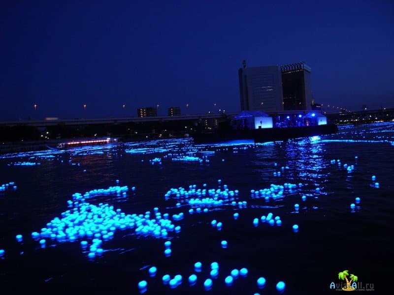 Хотаруики - природное чудо в бухте Тояма. Японские сверкающие кальмары2