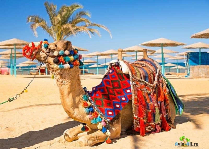 Тунис что нужно знать туристу