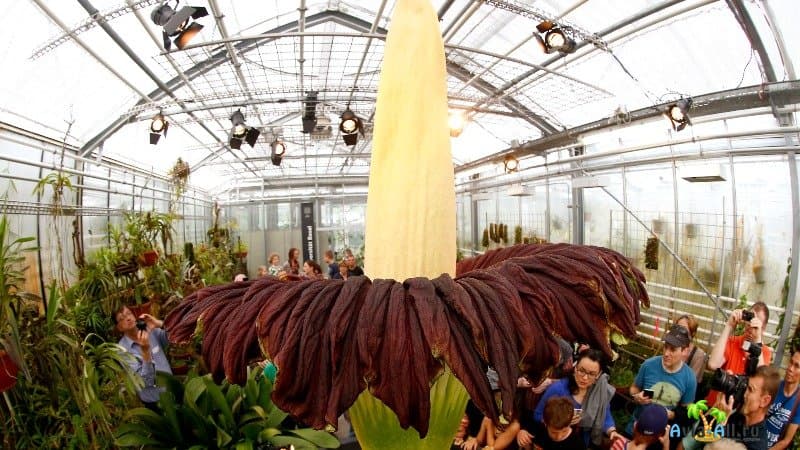 Самый крупный цветок в мире фото
