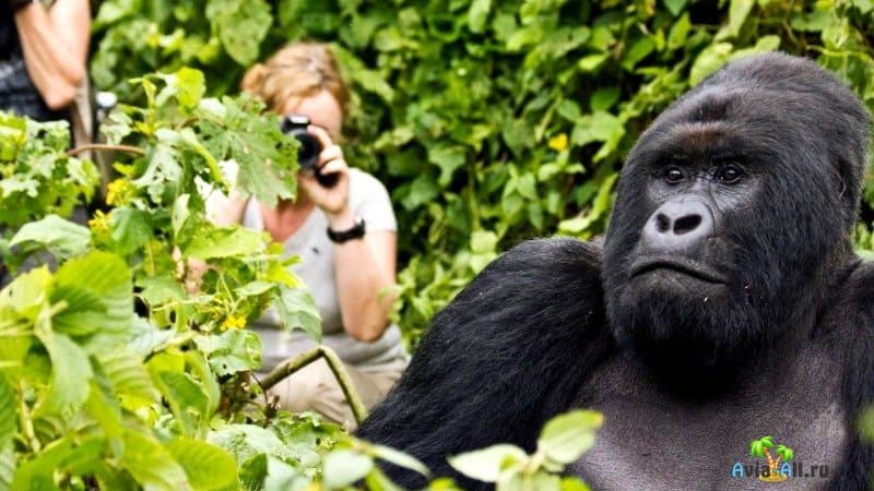 Уганда горилла