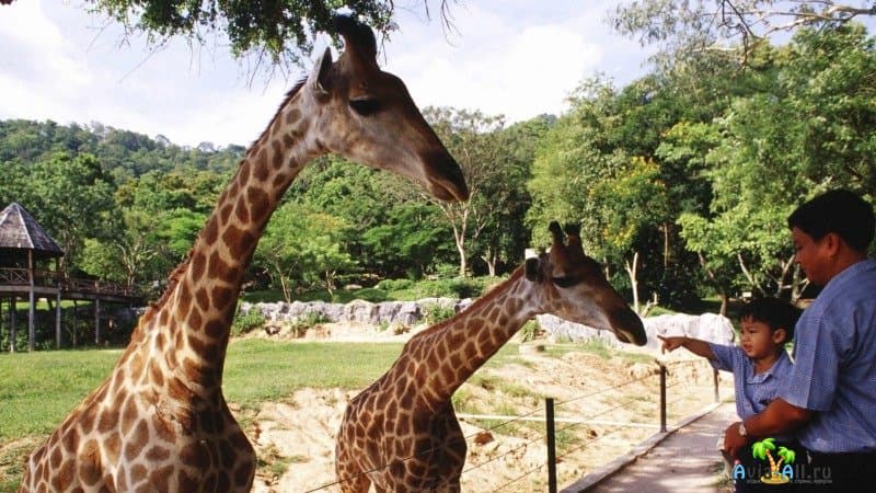 Таиланд зоопарк Кхао Кхео
