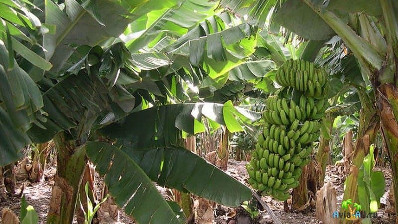 Банановые плантации Газипаша