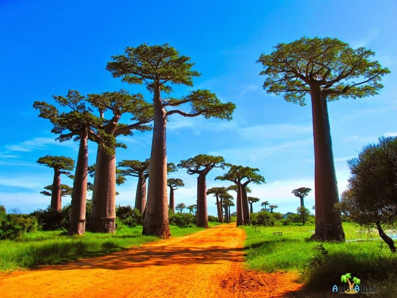 Священное дерево для жителей Мадагаскара. Прогулка по Аллее баобабов2