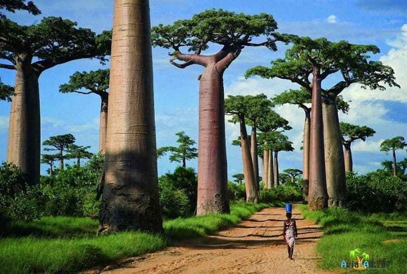 Священное дерево для жителей Мадагаскара. Прогулка по Аллее баобабов4