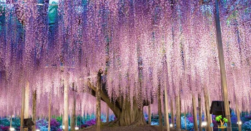 Ботанический сад Кавати Фудзи в городе Китакюсю, Япония. Когда лучше посетить?4