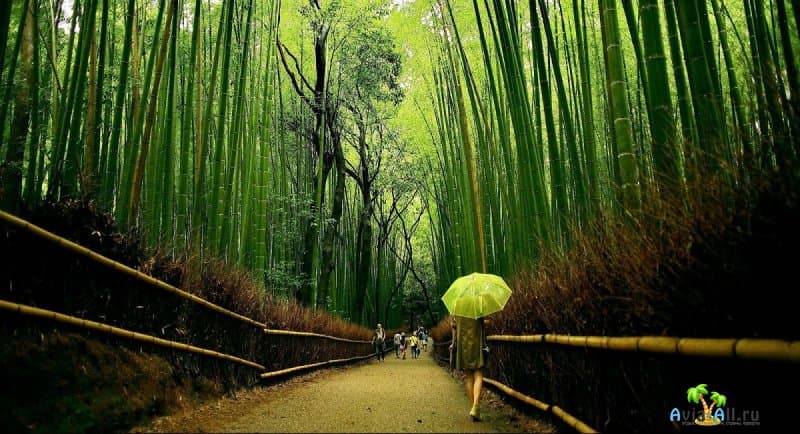Уникальная Японская аллея - Сагано. Сила и мощь бамбуковых деревьев4