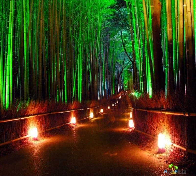 Уникальная Японская аллея - Сагано. Сила и мощь бамбуковых деревьев2