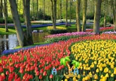 Цветущий и яркий Амстердам. Развитие селекции необыкновенных цветов1