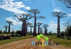 Священное дерево для жителей Мадагаскара. Прогулка по Аллее баобабов1