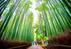 Уникальная Японская аллея - Сагано. Сила и мощь бамбуковых деревьев1