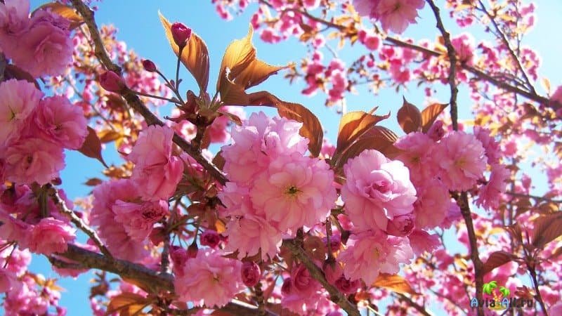 Цветение сакуры в Японии фото