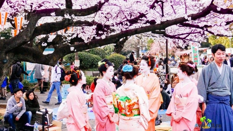 Фестиваль парк Япония