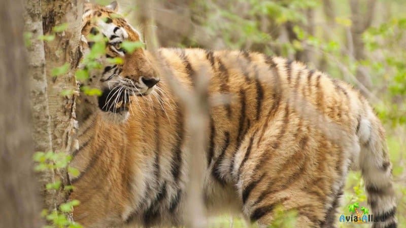 Уссурийский заповедник тигр