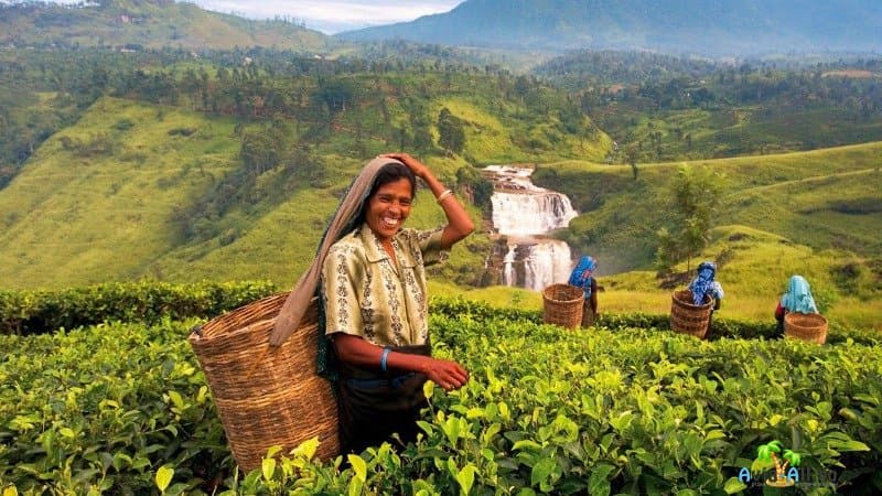 Чайные плантации Шри Ланка фото