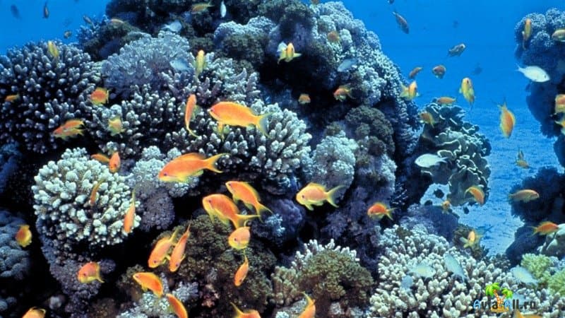 Фото коралловых рифов в Эйлате