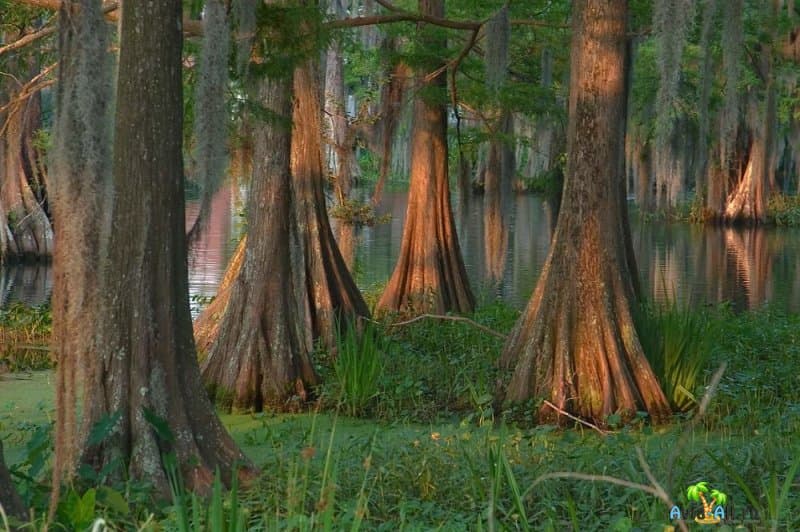 Густой субтропический лес на Луизианских болотах. Прогулка на лодке по болотам4