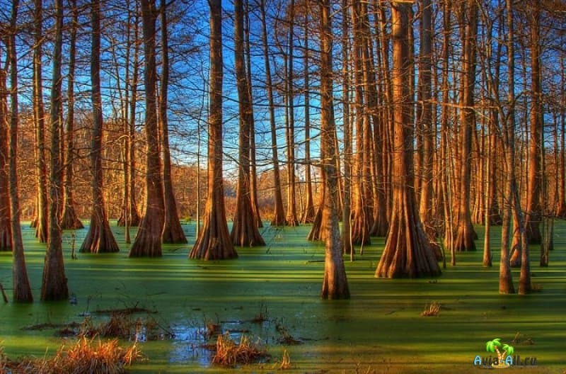 Густой субтропический лес на Луизианских болотах. Прогулка на лодке по болотам3
