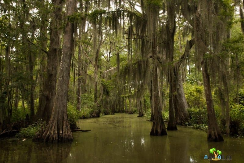 Густой субтропический лес на Луизианских болотах. Прогулка на лодке по болотам2