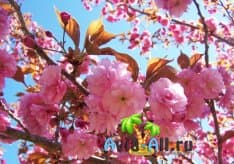 Цветение сакуры в Японии фото