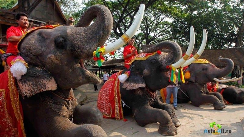 Cлоны в Таиланде фото