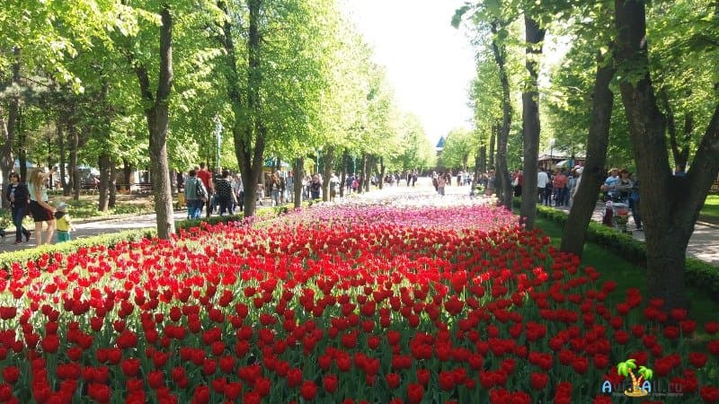 Тюльпаны в Кировограде дендропарк