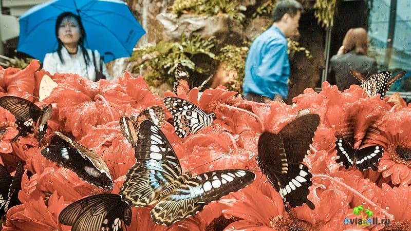 Парк бабочек Сингапур
