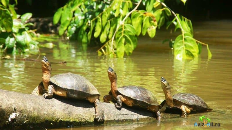 Коста-Рика черепахи