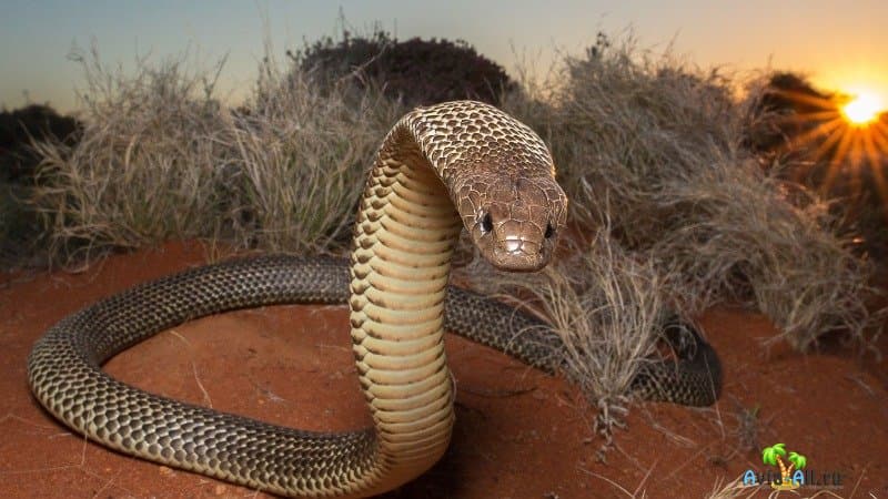 Ядовитые змеи Австралии