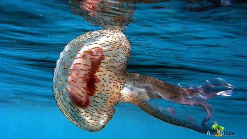 Медузы Средиземного моря фото