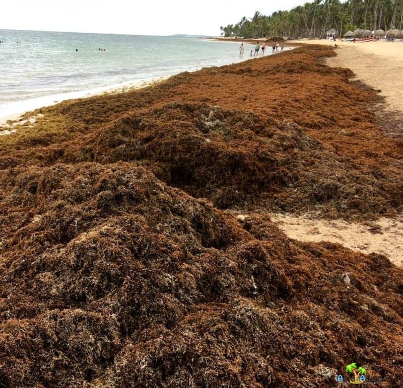 Водоросли саргассы доплывают в огромных количествах до берегов Доминиканы