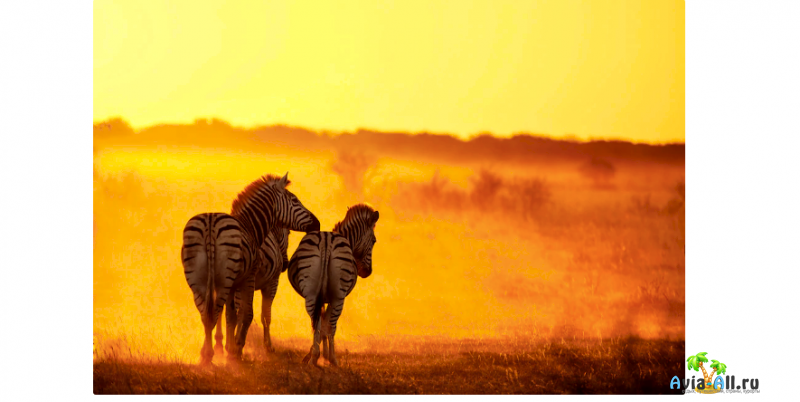 Кения: каких животных посмотреть