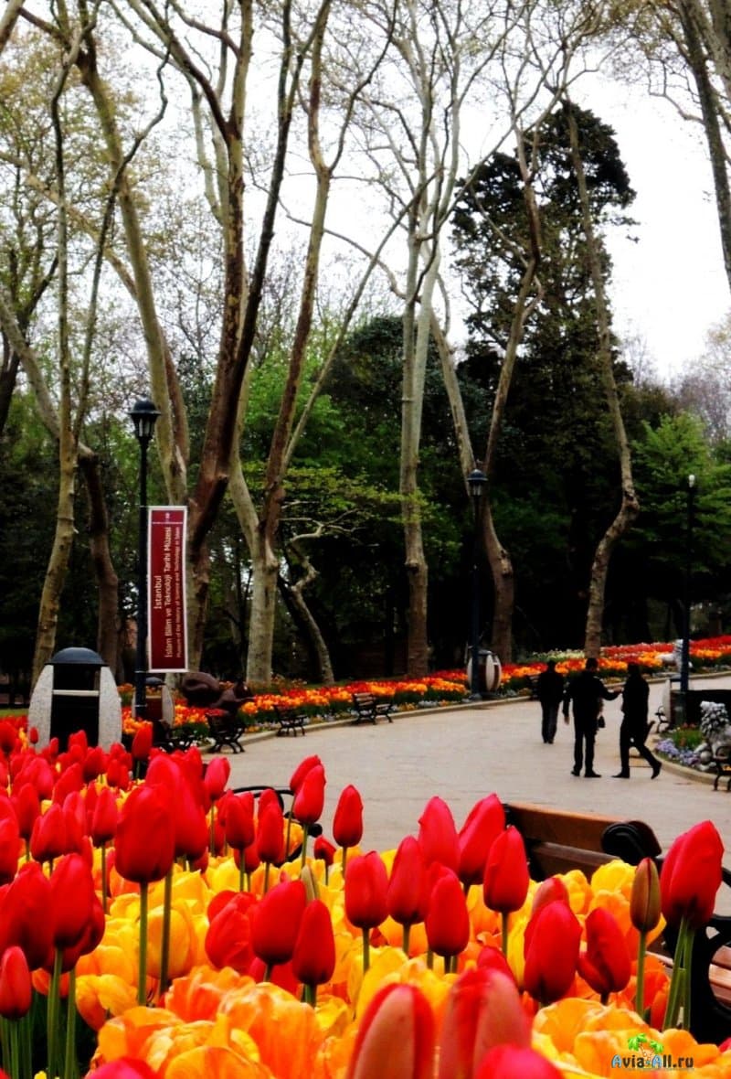 Праздник тюльпанов в столице Турции