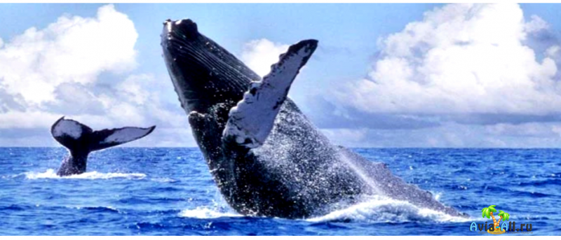 Сезон китов в Доминикане 2020